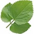 Flores patchouli